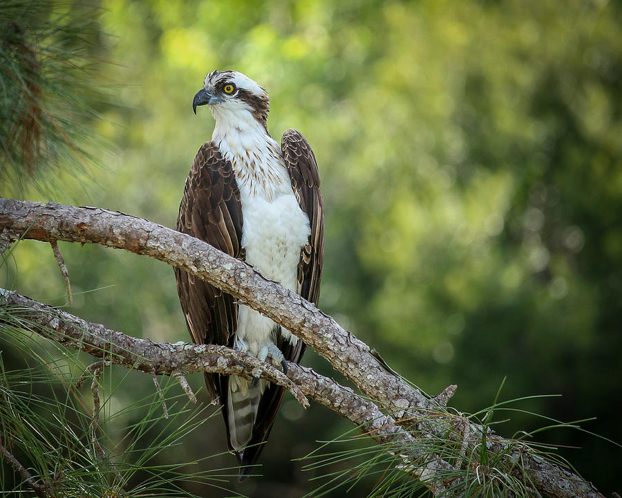 Osprey on Branch Photograph by Joe Myeress