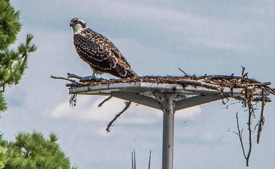 Osprey On Its Nest Photograph by Venetia Featherstone-Witty
