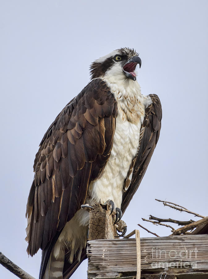 Osprey Photograph - Osprey On Its Perch by Eddie Yerkish