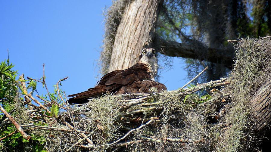 Osprey on Nest Photograph by Carol Bradley
