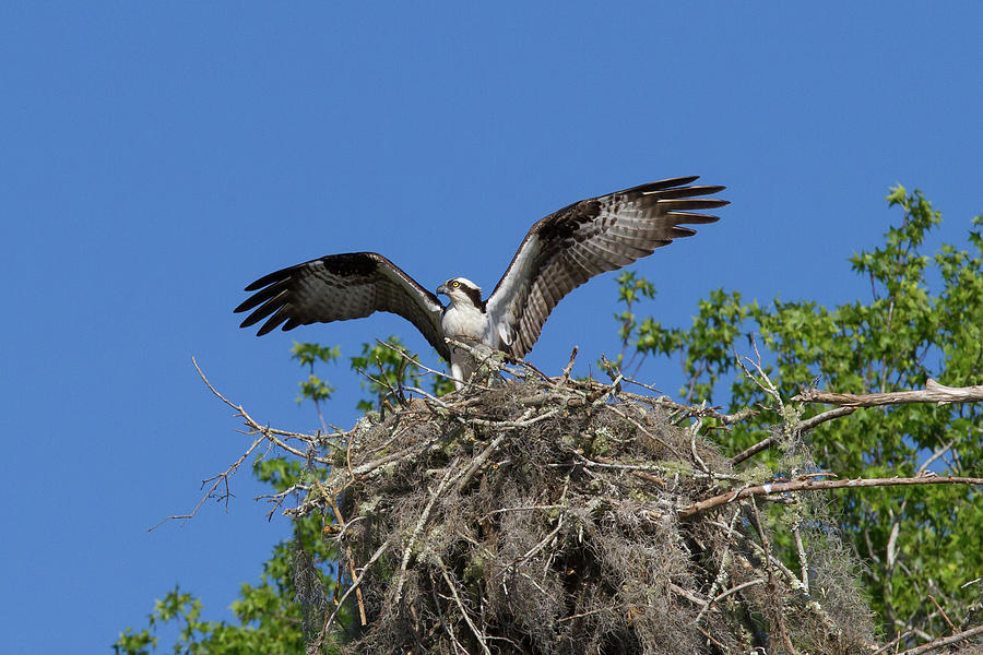 Osprey on Nest Wings Held High Photograph by Paul Rebmann