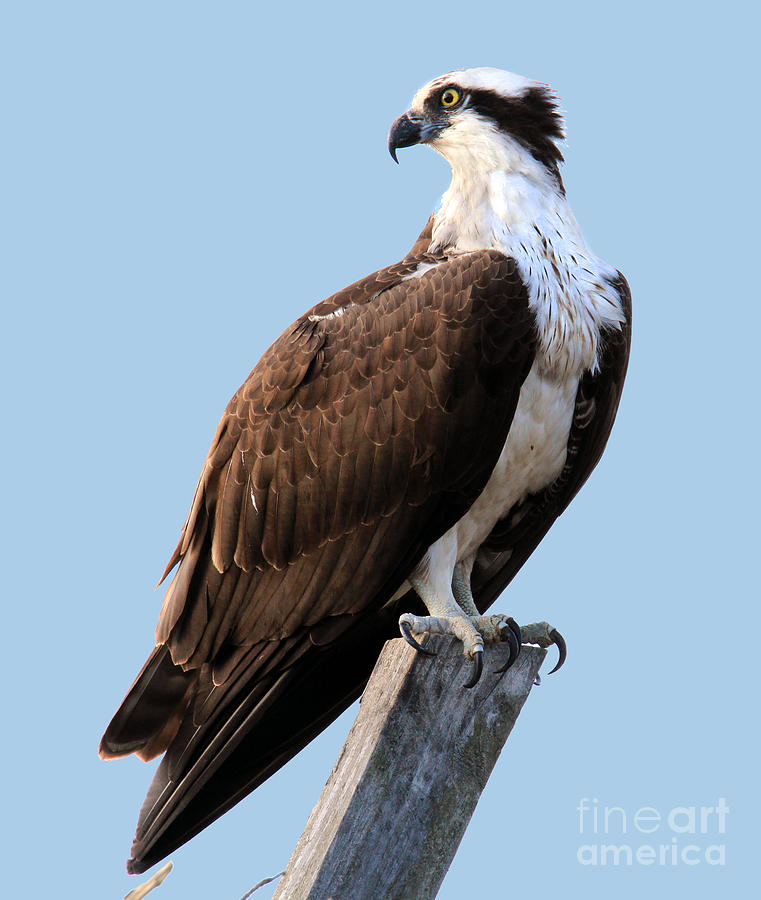 Osprey on perch Photograph by Roger Becker
