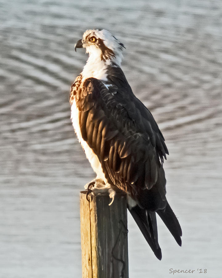 Osprey on Post Photograph by T Guy Spencer