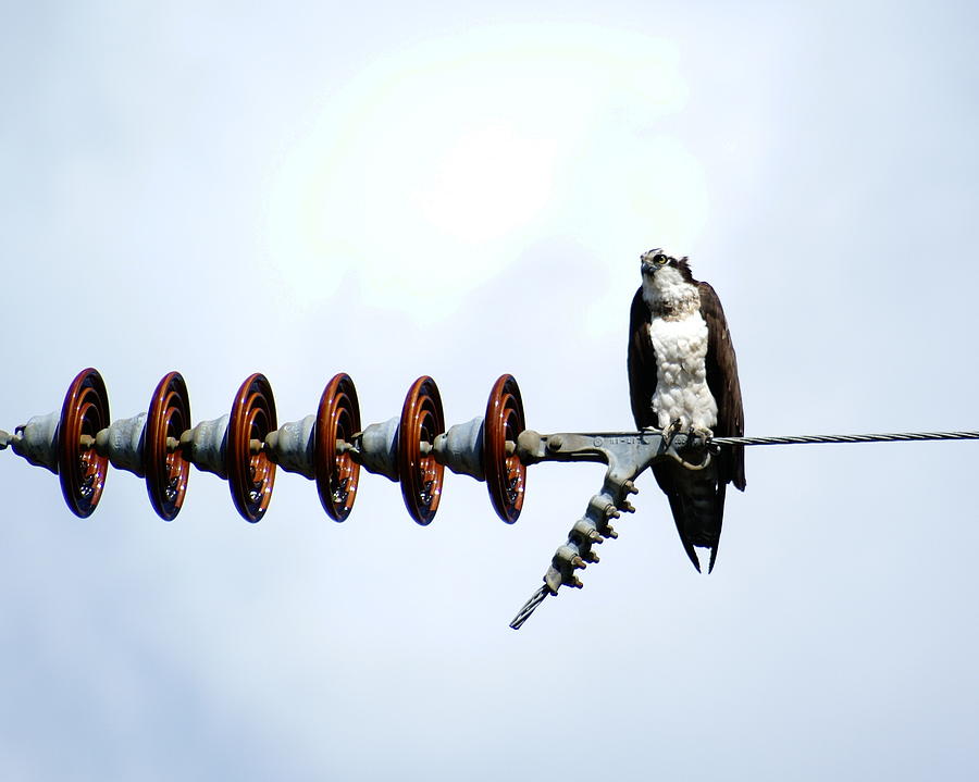Osprey on Powerline 1 Photograph by Ben Upham III