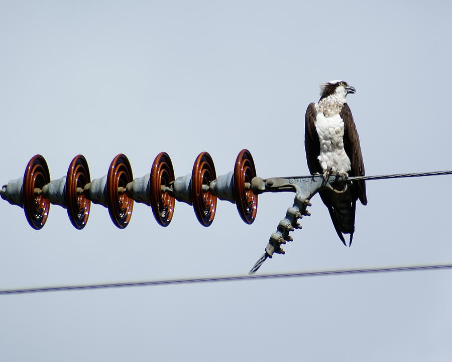 Osprey on Powerline 2 Photograph by Ben Upham III