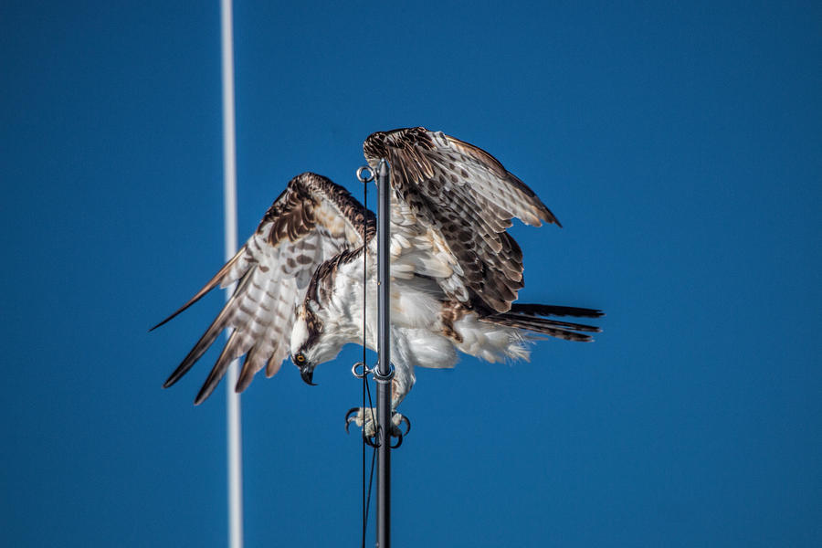Osprey on the Boat Rod Photograph by Dorothy Cunningham