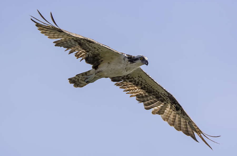 Osprey on the Hunt Photograph by Loree Johnson