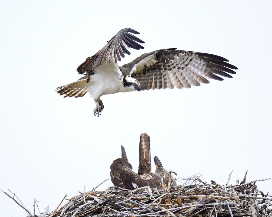 Osprey on the Nest Photograph by Dennis Hammer