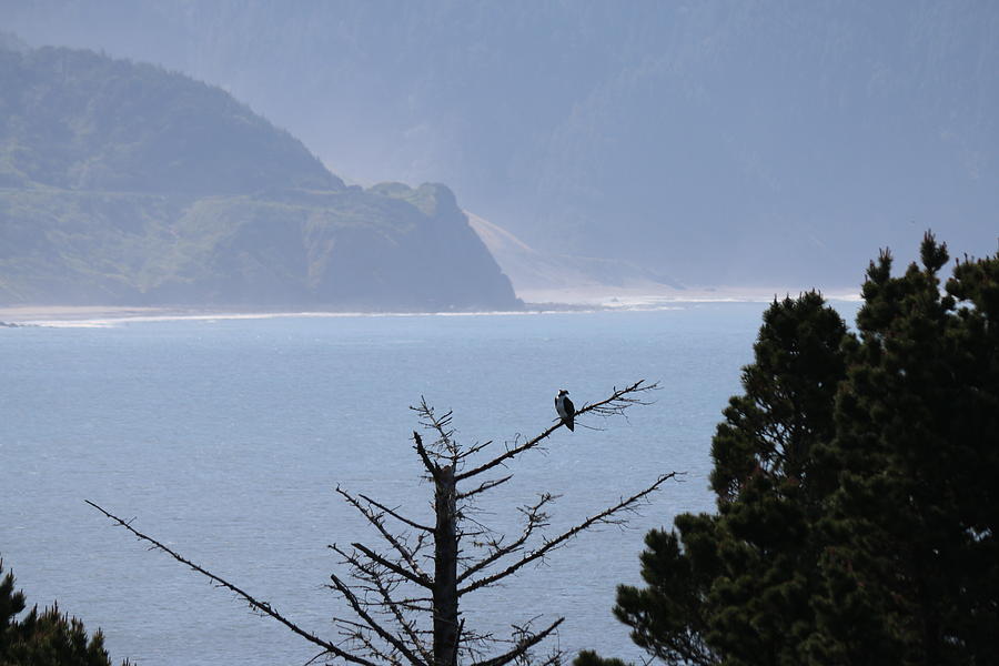 Osprey Photograph - Osprey on the Oregon Coast - 4 by Christy Pooschke