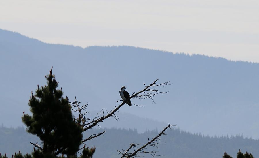 Osprey on the Oregon Coast - 6 Photograph by Christy Pooschke