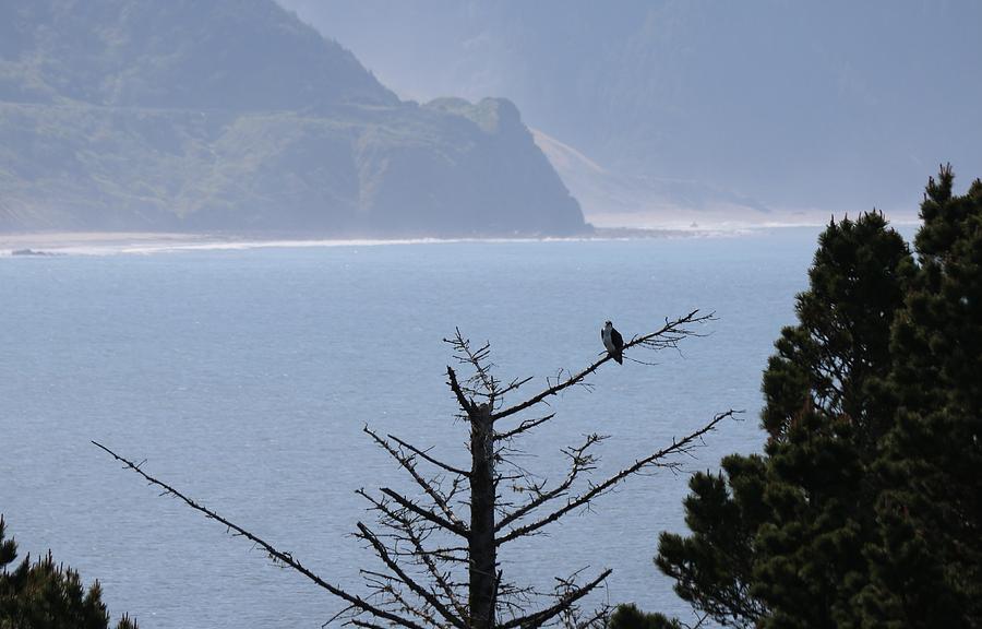 Osprey on the Oregon Coast  Photograph by Christy Pooschke