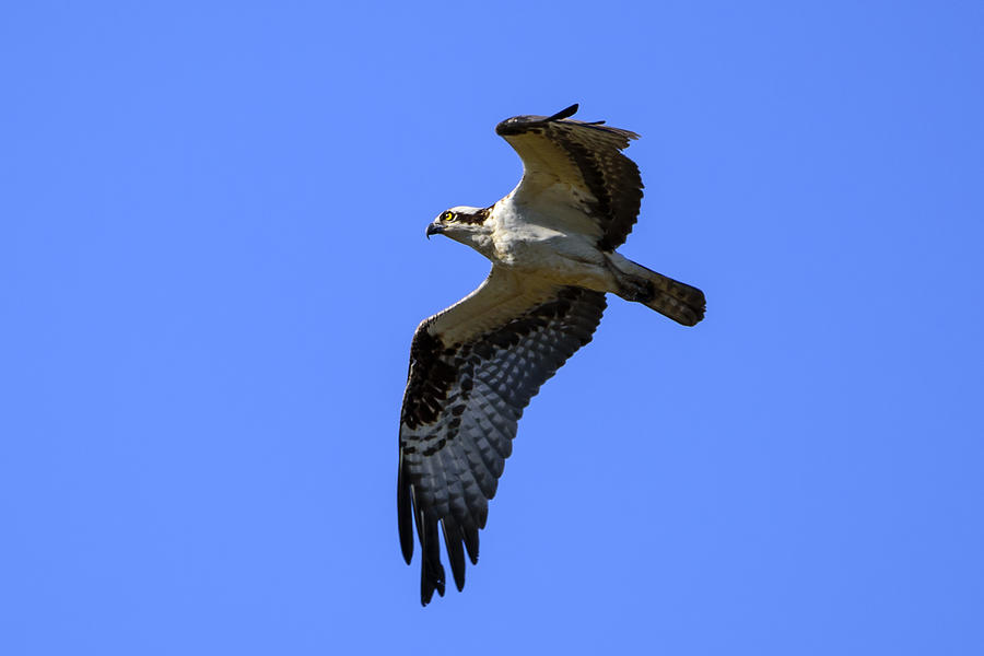 Osprey on the Wing Photograph by Steve Samples - Fine Art America