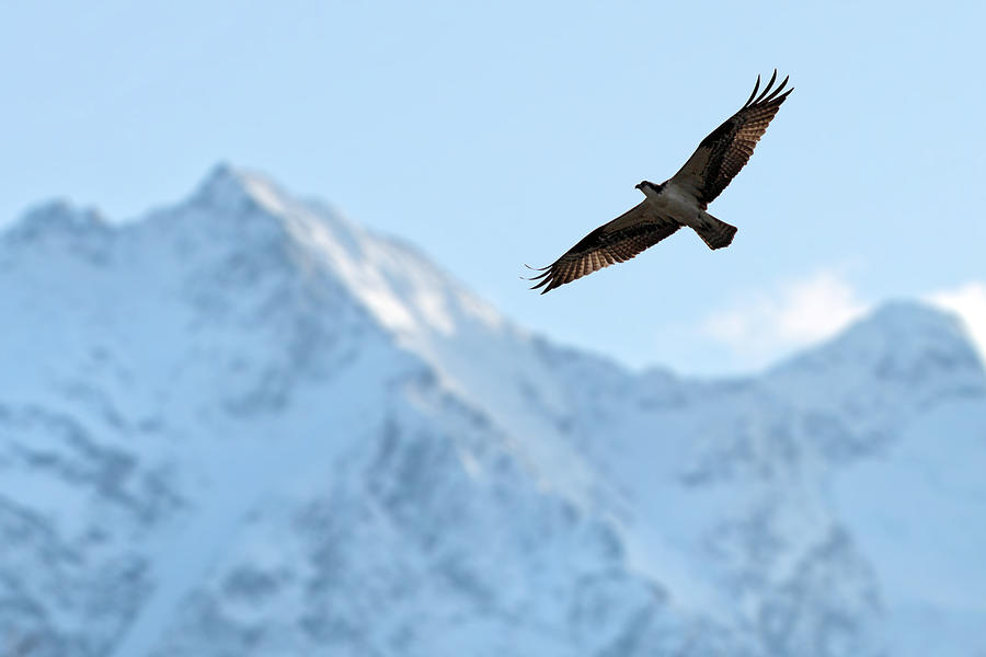 Osprey over Mt Currie Pemberton B.C Photograph by Pierre Leclerc Photography