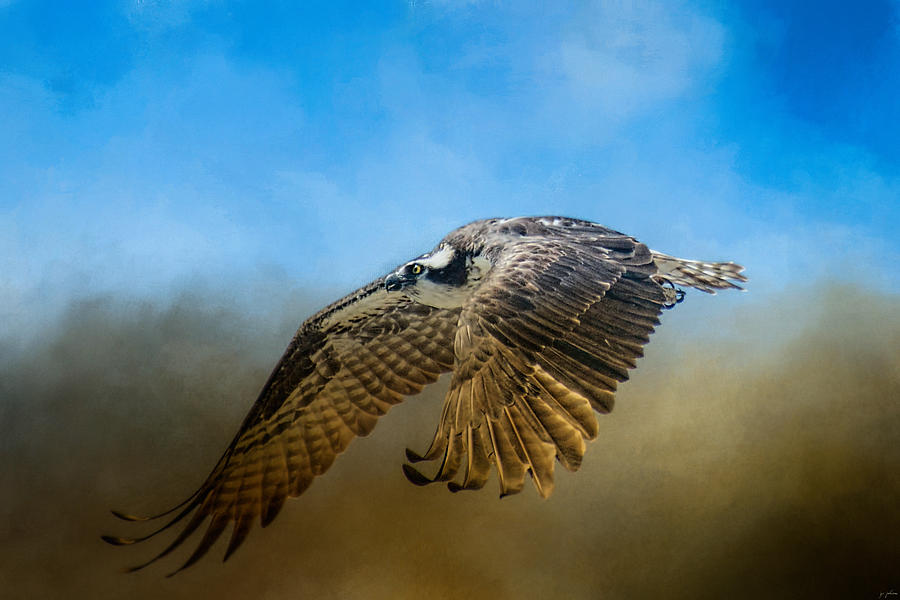 Osprey Photograph - Osprey Over Pickwick by Jai Johnson