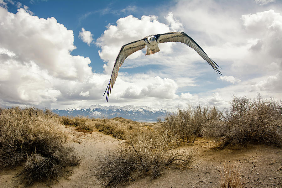 Osprey Over The  Dunes At San Luis Lake Photograph by John Bartelt