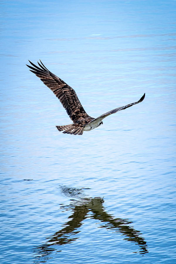 Osprey over Water Photograph by Joe Myeress