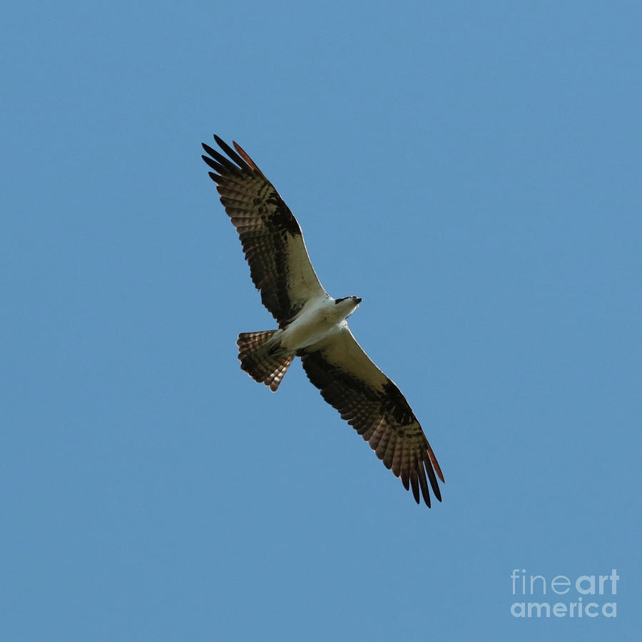 Osprey Overhead Photograph by Carol Groenen