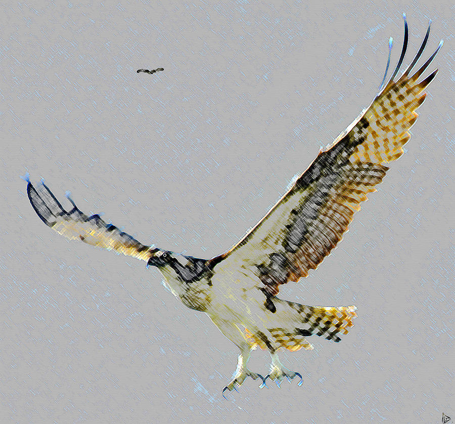 Osprey pair Painting by David Lee Thompson