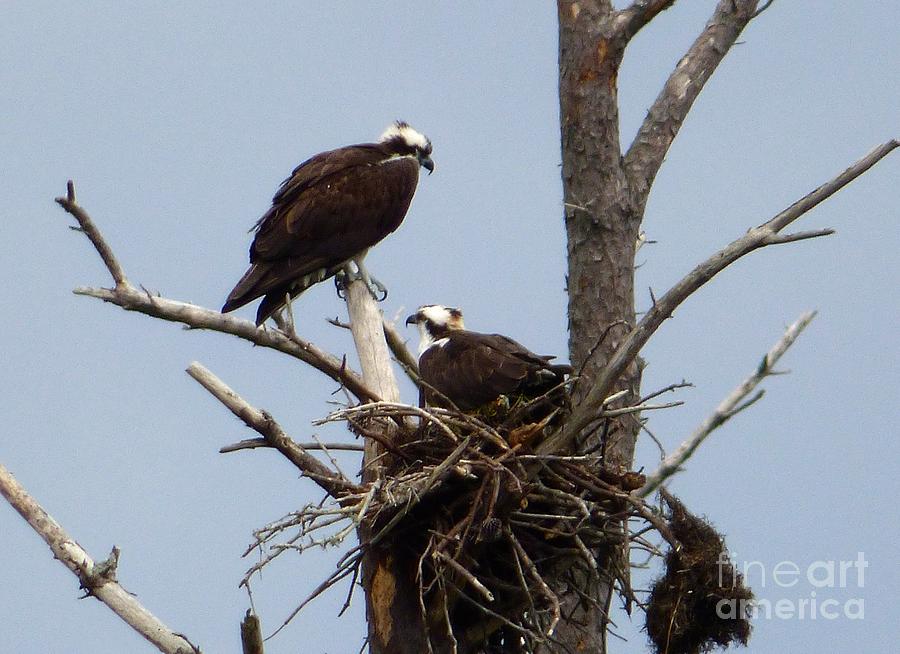 Osprey Pair Photograph by Jean Wright