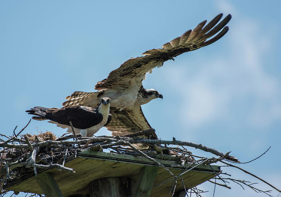 Osprey Pair Photograph by Jody Partin