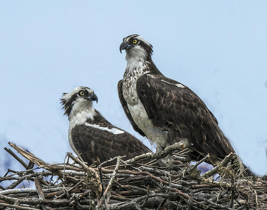 Osprey Pair On Nest Photograph by William Bitman