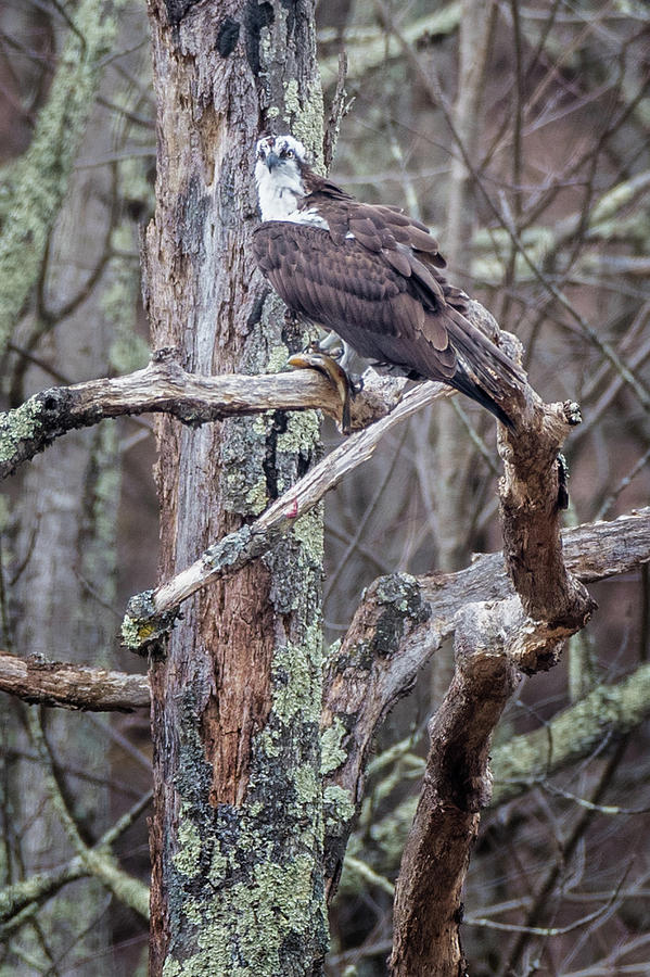 Osprey Perched Photograph by Bill Wakeley