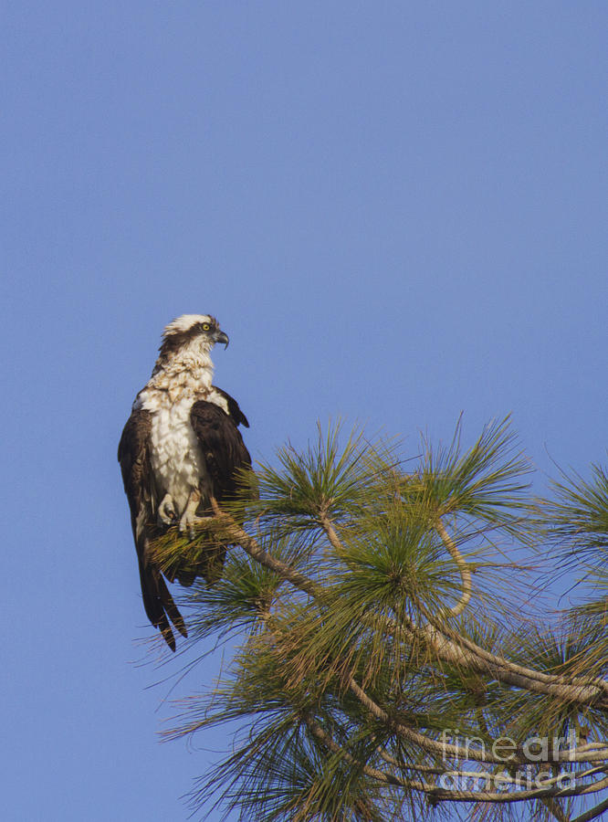 Osprey perched in a tree Photograph by Ruth Jolly