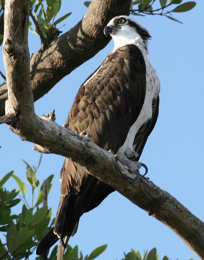 Osprey - perched Photograph by Jerry Battle