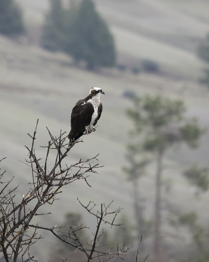 Osprey Perched Photograph by Loree Johnson