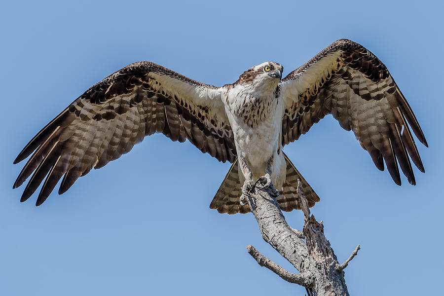 Osprey Perched Photograph by Morris Finkelstein - Pixels