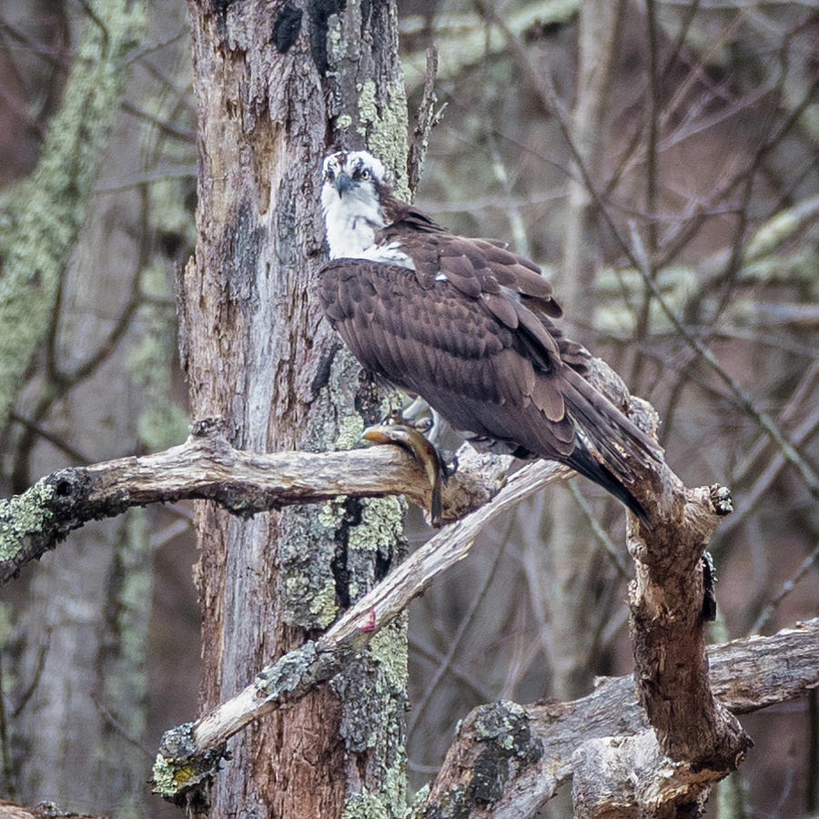 Osprey Perched Square Photograph by Bill Wakeley
