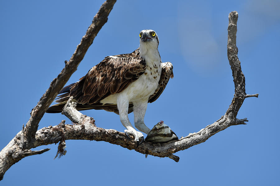 Osprey Perched with a Fish Photograph by Artful Imagery