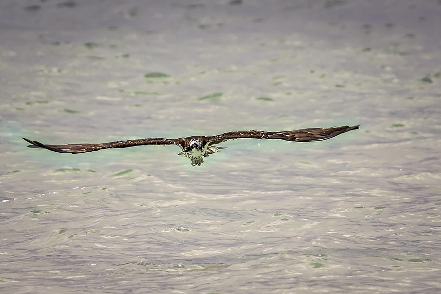 Osprey Photograph by Peter Lakomy