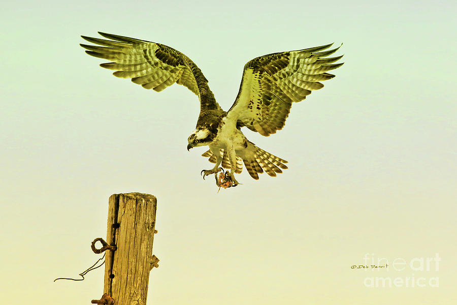 Osprey Pole Landing Photograph by Deborah Benoit