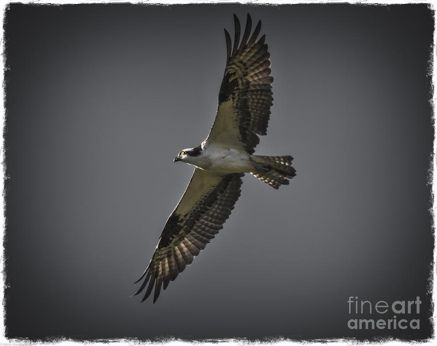 Osprey Portrait Photograph by Mitch Shindelbower