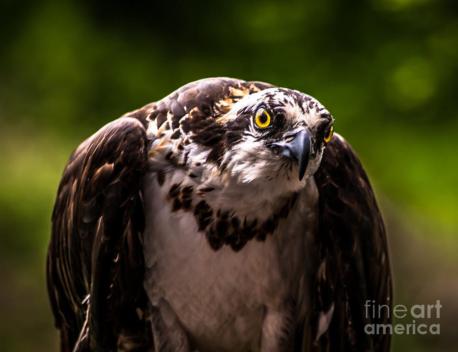 Osprey Profile Photograph by Blake Webster
