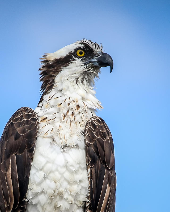 Osprey Profile Photograph by Joe Myeress