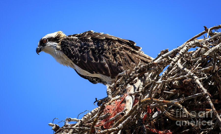 Osprey Profile Photograph by Robert Bales