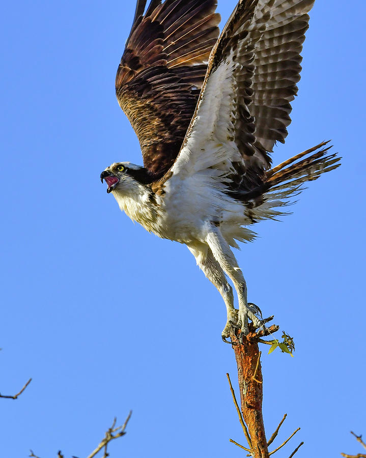 Osprey Reaching for the Sky Photograph by Artful Imagery
