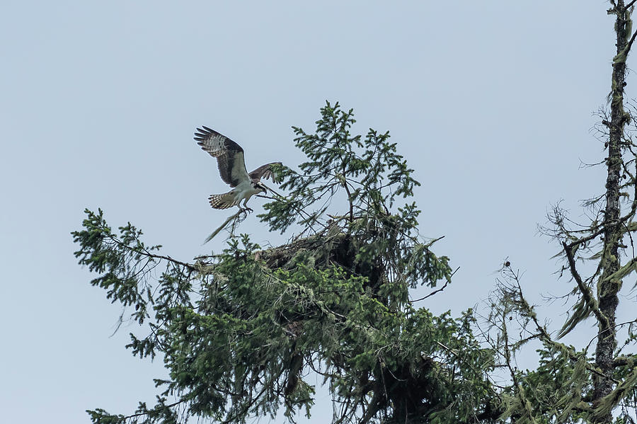 Osprey Reinforcing Its Nest 2017 Photograph by Belinda Greb