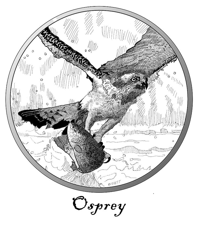 Osprey Digital Art by Robert Bissett