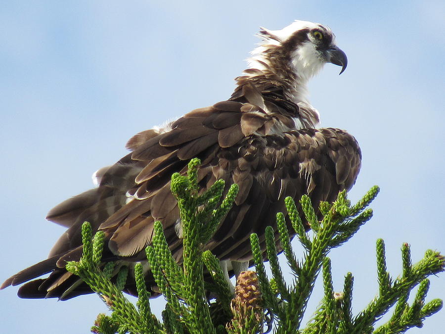 Osprey Photograph by Ron Enderland - Fine Art America