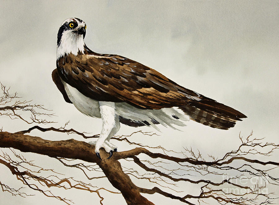 Osprey Painting - Osprey Sea Hawk by James Williamson