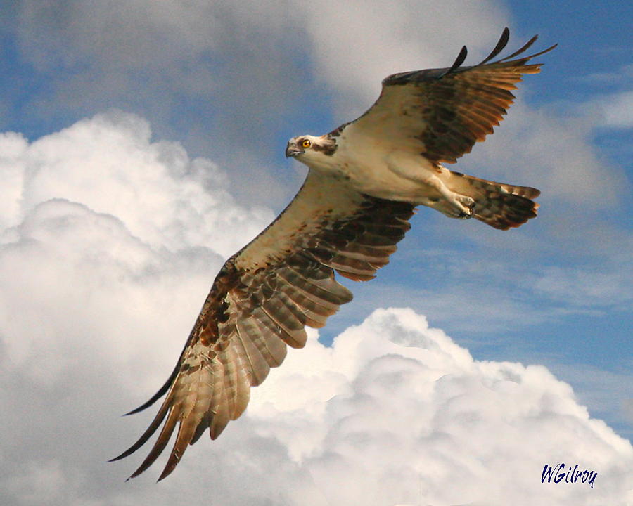 Nature Photograph - Osprey / Sea Hawk by W Gilroy