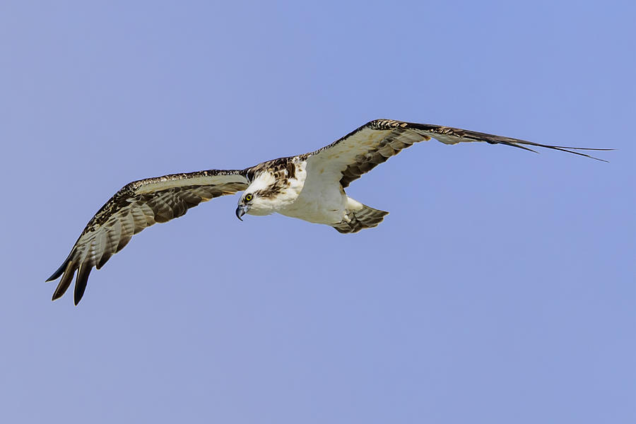 Osprey Searching the Sea Photograph by Steve Samples - Fine Art America