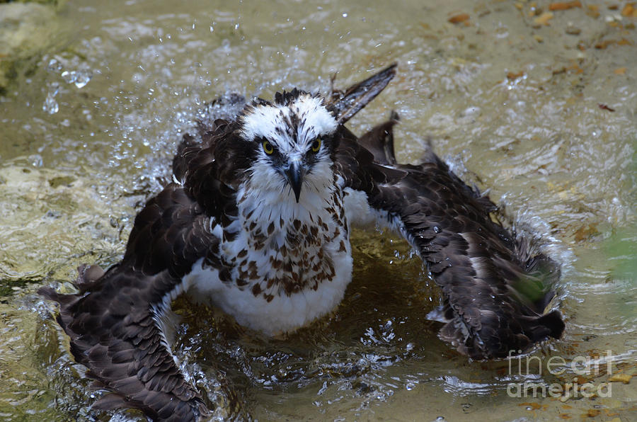 Osprey Shaking His Feathers in Water Photograph by DejaVu Designs