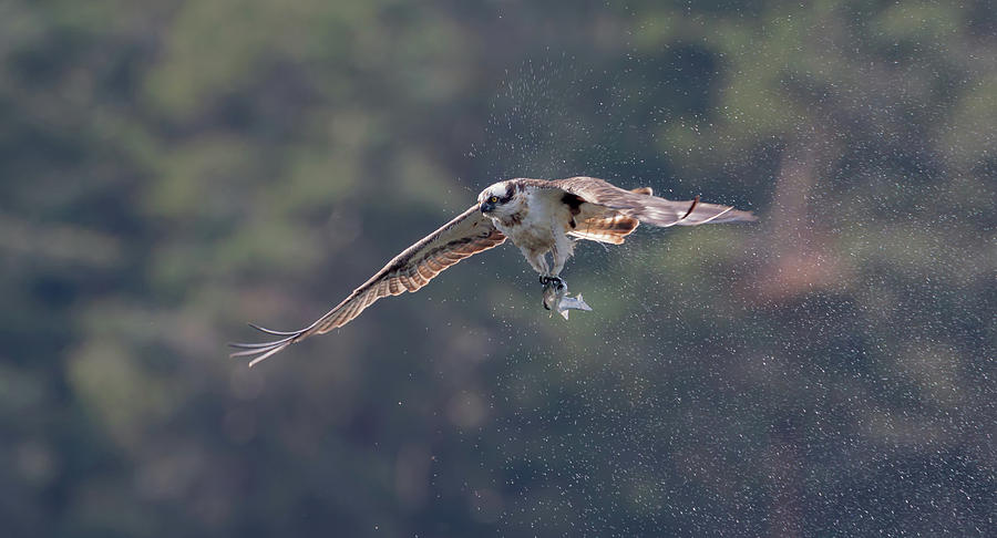 Osprey Shaking Photograph by Pete Walkden