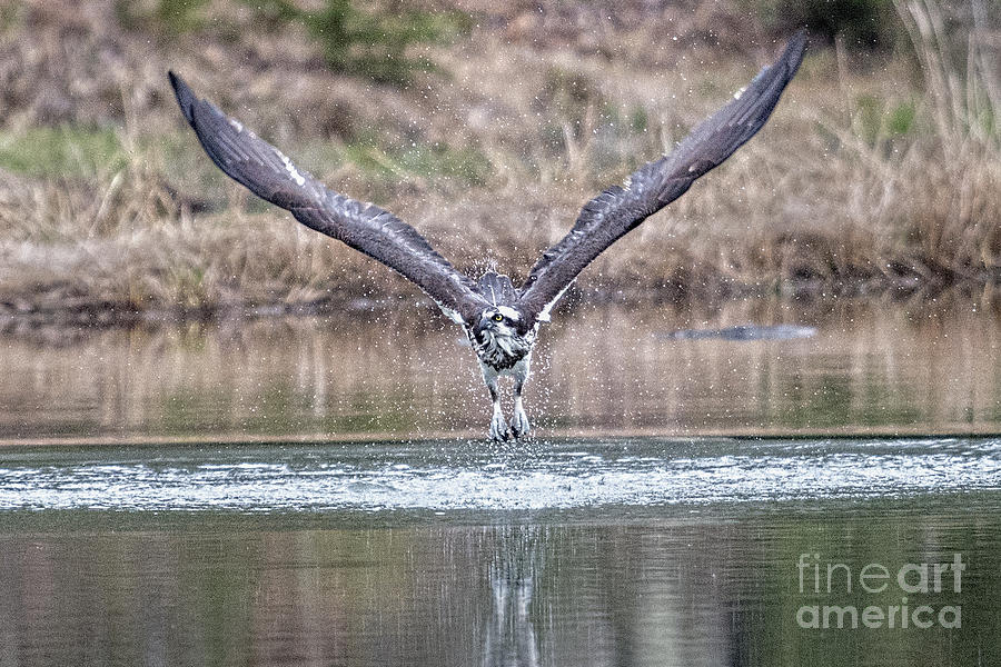 Osprey shaking water off while taking off Photograph by Dan Friend