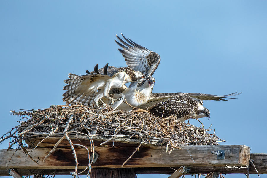 Osprey Sibling Rivalry Photograph by Stephen Johnson