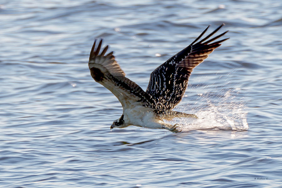 Osprey Skimming Photograph by Brian Wallace